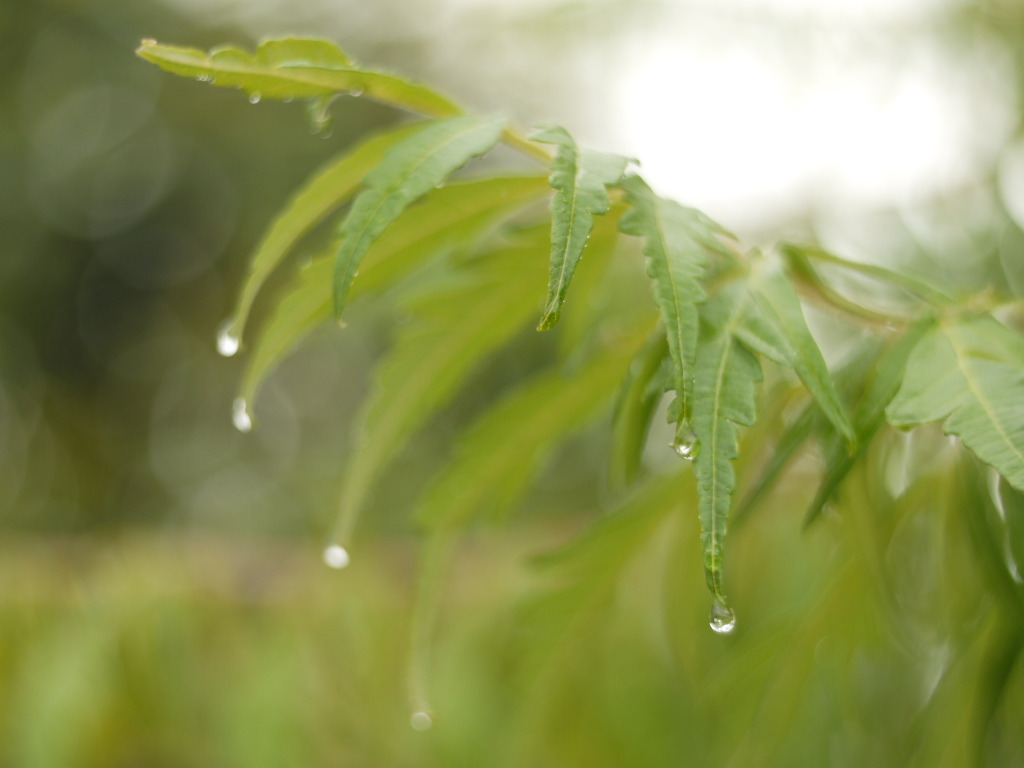 Parapluie _1010642