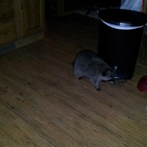 My pet Raccoon 2011-10-26201012-1