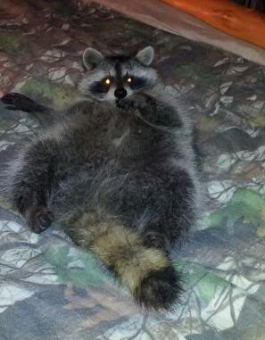 My pet Raccoon 2011-10-26202720-1