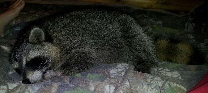 My pet Raccoon 2011-10-26203120-1