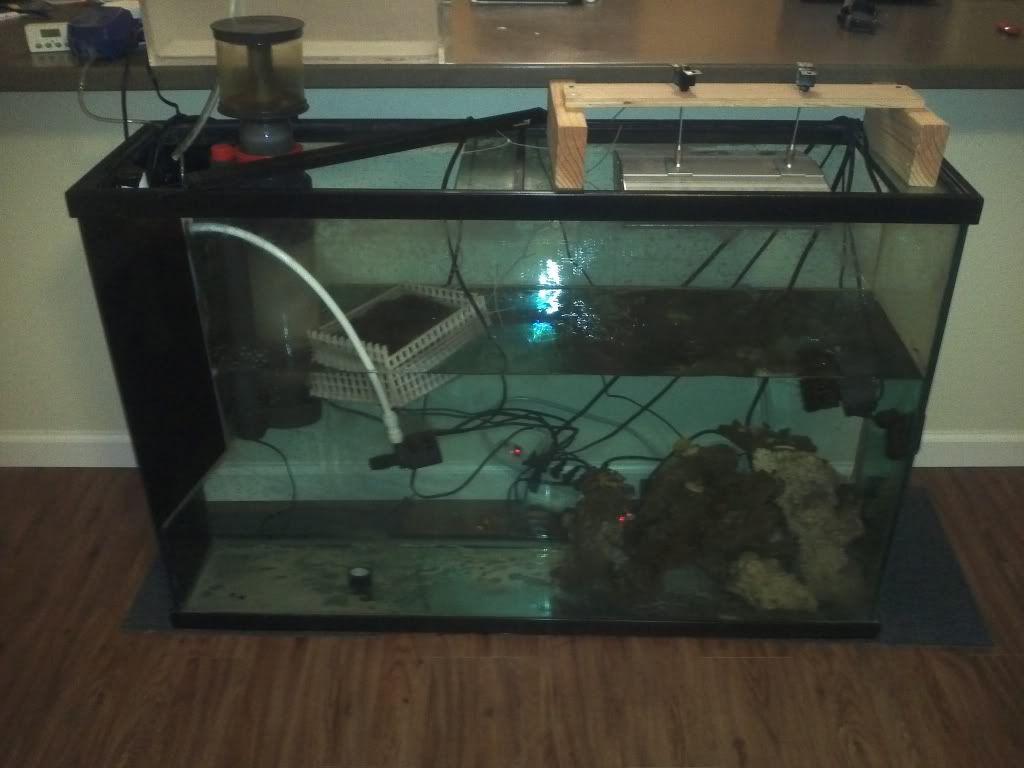 Dwolson's 75Gal tank 2011-10-0354558