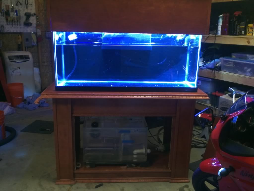 Dwolson's 75Gal tank 2011-10-08214418