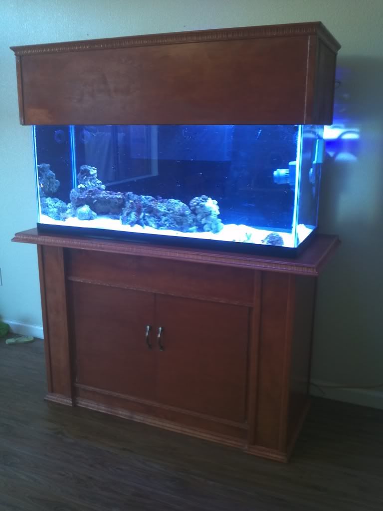 Dwolson's 75Gal tank 2011-10-10150116