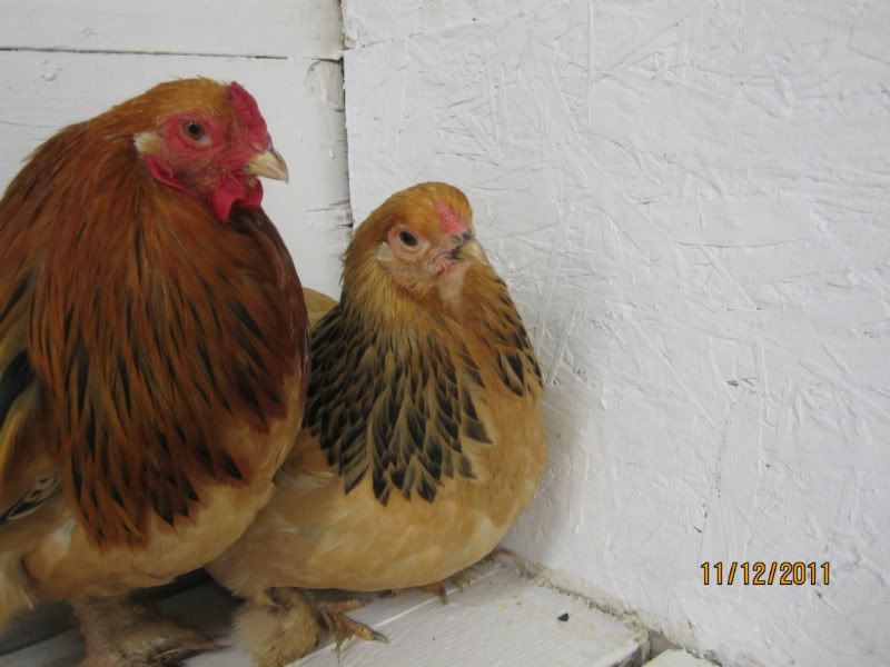 2011 show quality bantam buff brahmas IMG_0230-1