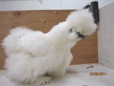 bearded showgirl/silkie flock SOLD IMG_0272