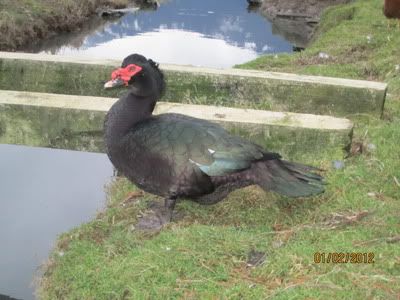 black muscovy drake in chilliwack IMG_0288