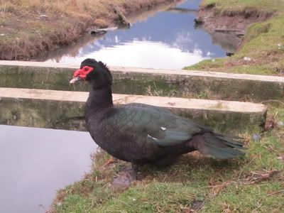 muscovy flock SOLD IMG_0289