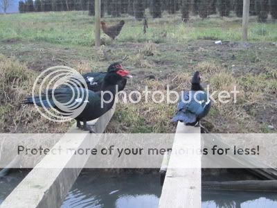 muscovy flock SOLD IMG_0290