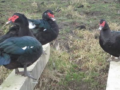 black muscovy drake in chilliwack IMG_0291