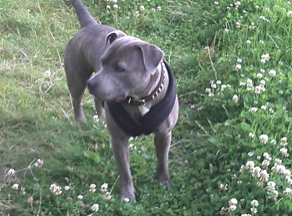 Samson Last nights walk in the woods 1061712097_photobucket_36295_