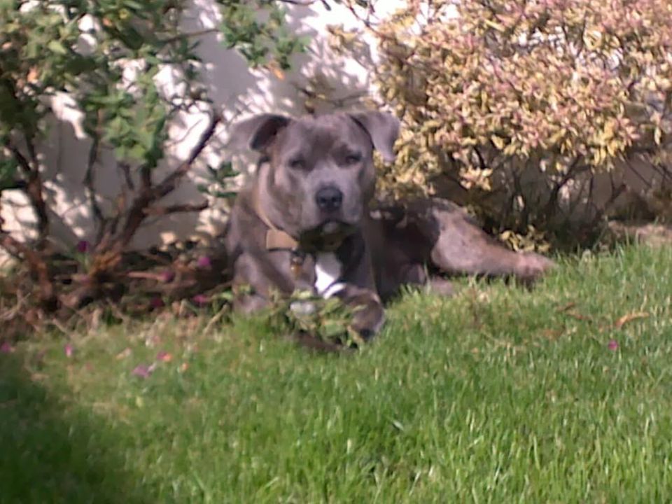 Anyone Got a Pic of there Staffy from young then on to about year old 21102010008