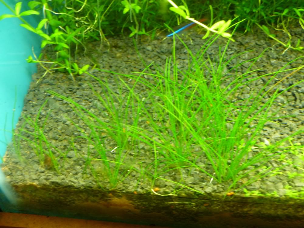 Mi Plantado de 60lts P1000173