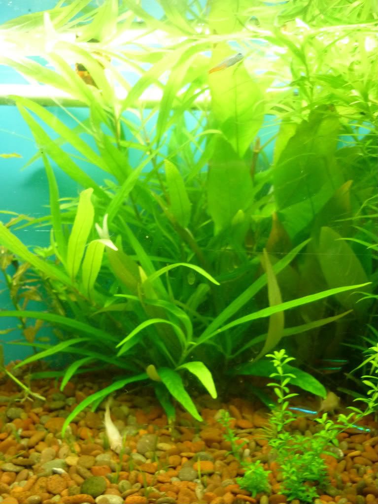 Acuario Plantado P1010580-1