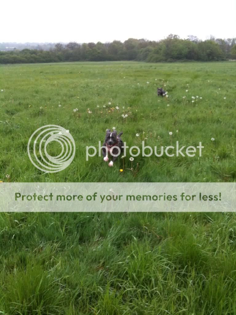 Skye and Buster in the fields very pic heavey 0E588B9C