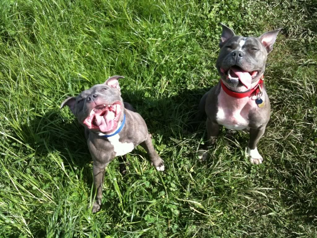 Skye and Buster in the fields very pic heavey 29E8328E