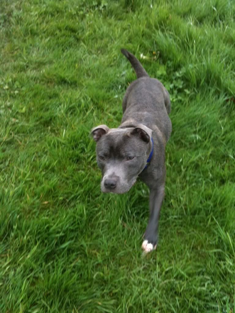 Skye and Buster in the fields very pic heavey 738E0645