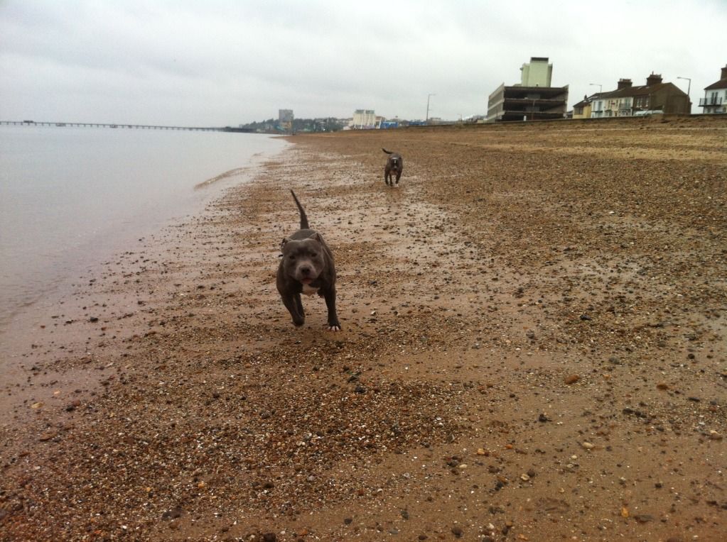 Skye and Buster at the beach today 810CE7CF