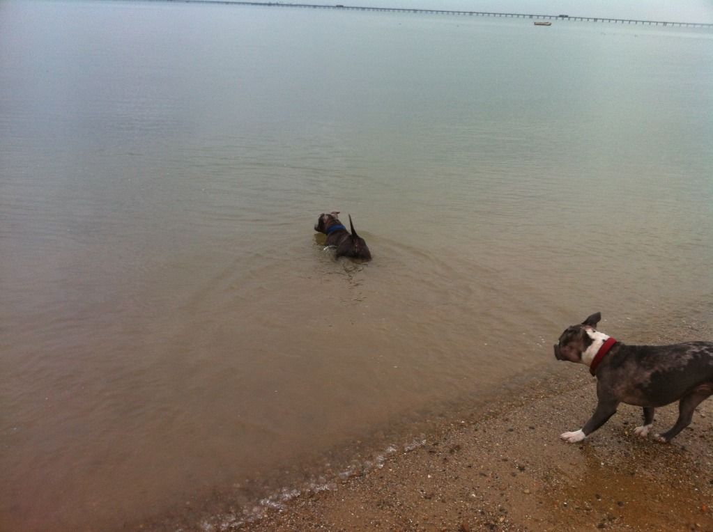 Skye and Buster at the beach today 86196EAE