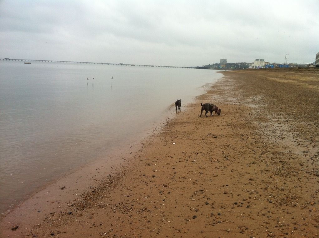 Skye and Buster at the beach today F50952EA