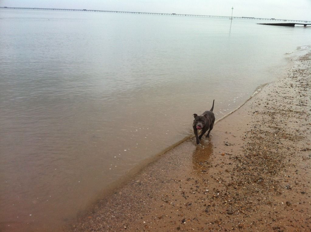 Skye and Buster at the beach today FFCF8FAE