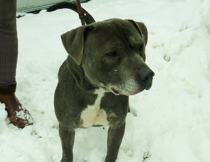 Blue - adult male staffy Blue2_zps04bfa57c