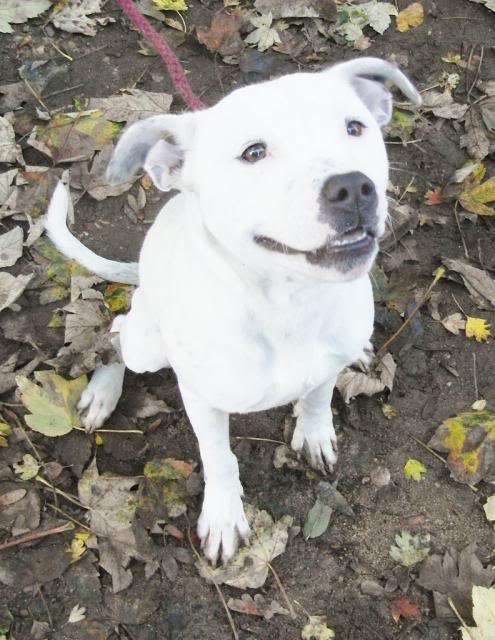 Casper - one year old male staffy Casper1