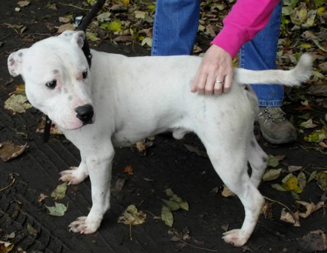 Ghost - two year old male staffy Ghost1