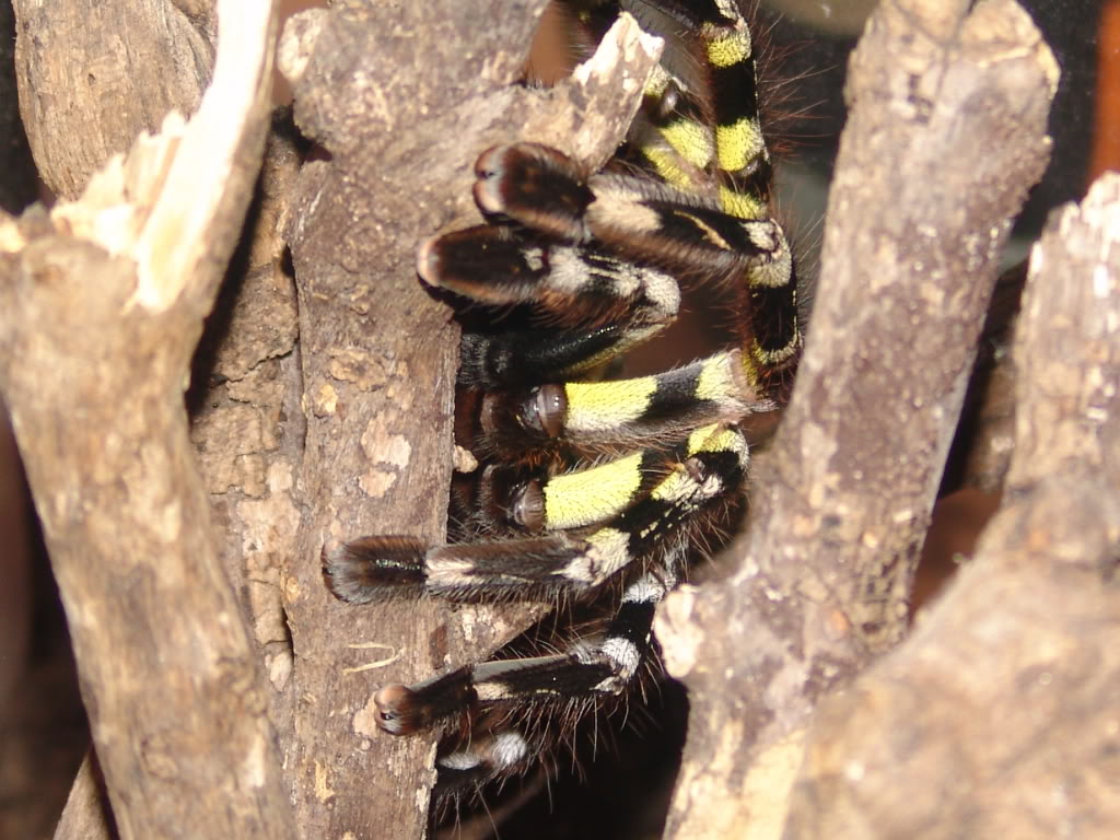 Genero Poecilotheria DSC00105