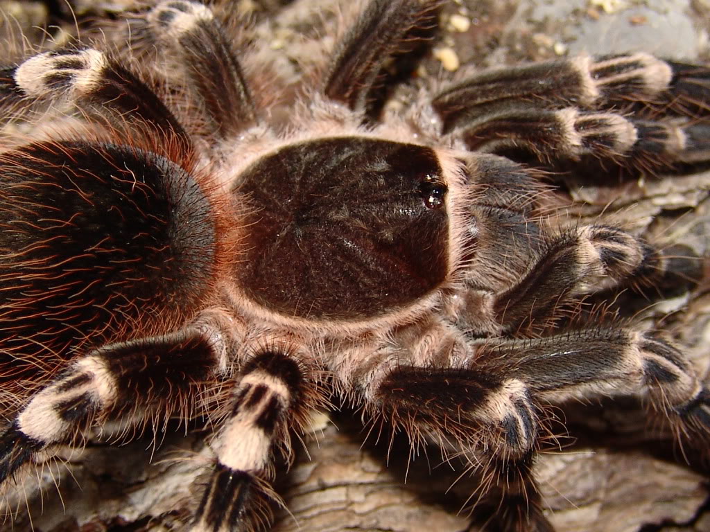 Genero Acanthoscurria DSC07969