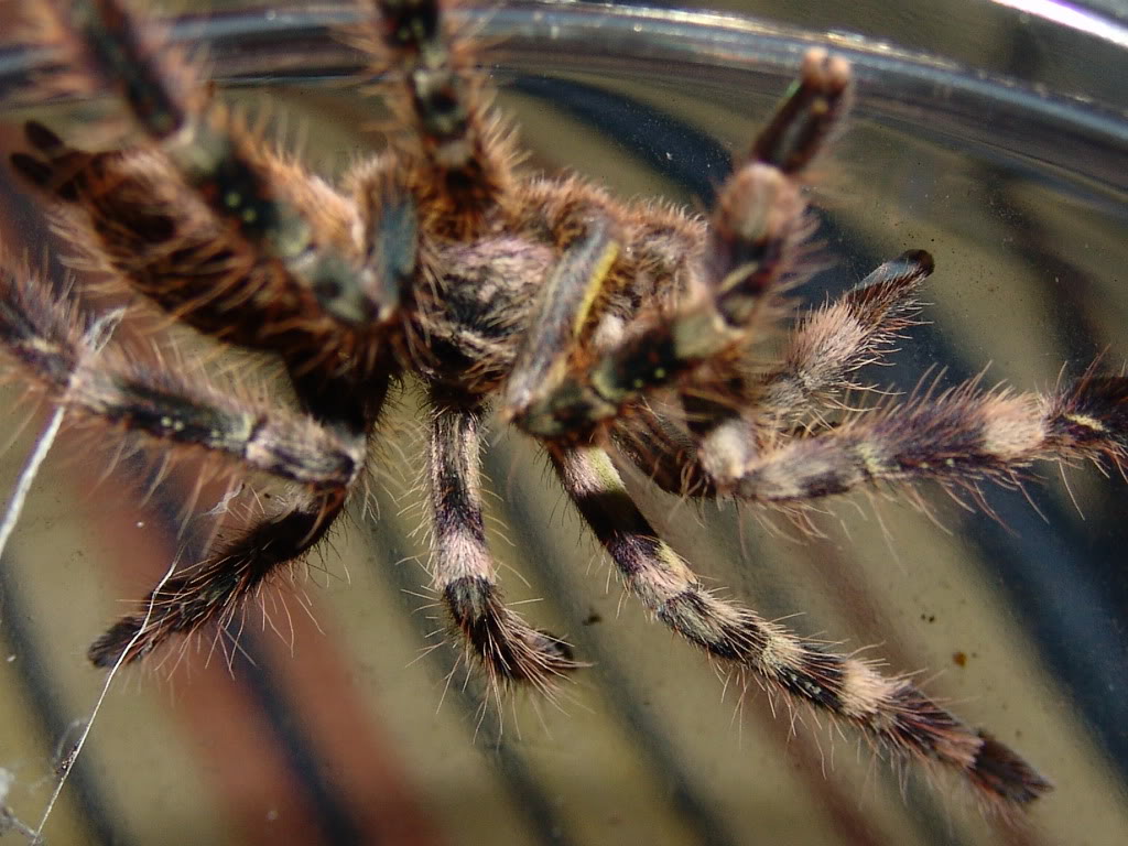 Genero Poecilotheria DSC07971