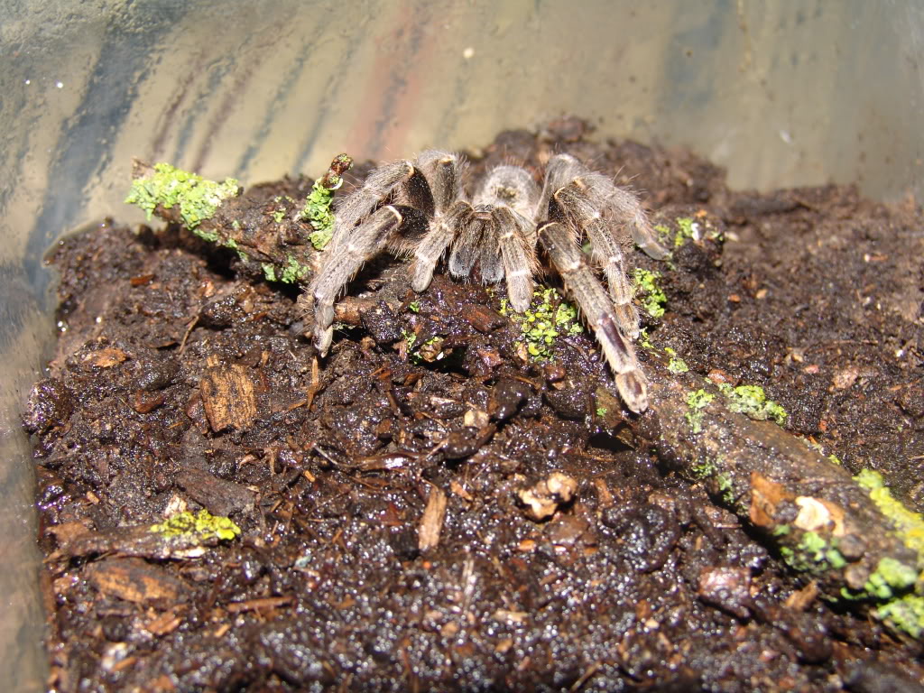 Genero Pterinochilus DSC08226