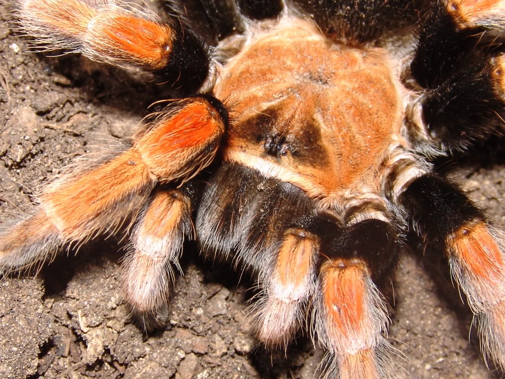 Genero Brachypelma DSC08242