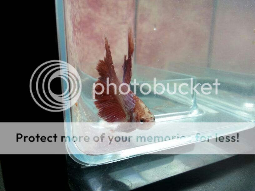 Betta halfmoon macho . IMG-20130607-WA0014