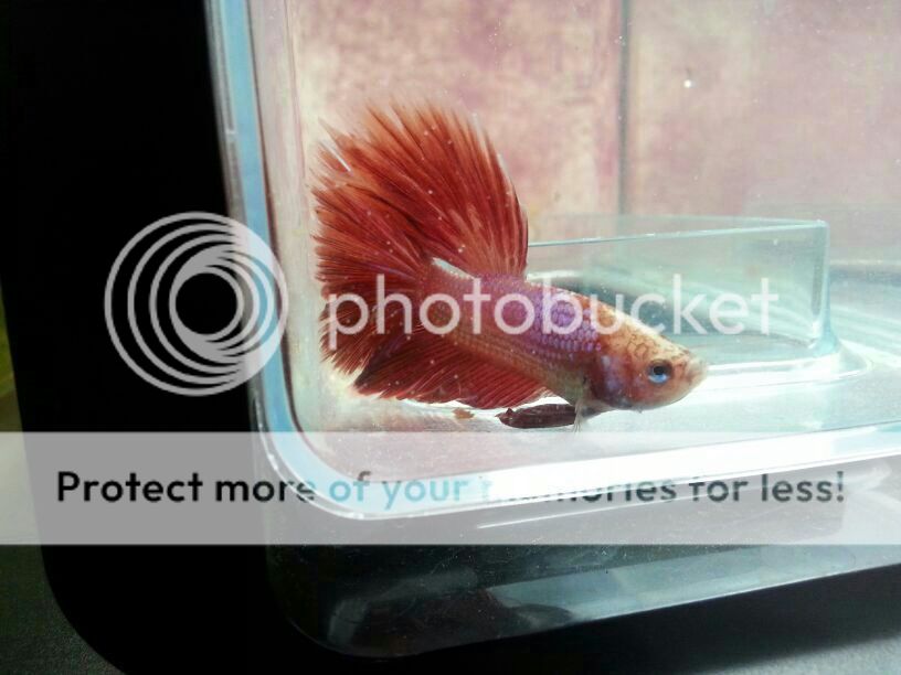 Betta halfmoon macho . IMG-20130607-WA0017