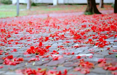 VẪN YÊU MÃI MÁI TRƯỜNG Hoaphuong