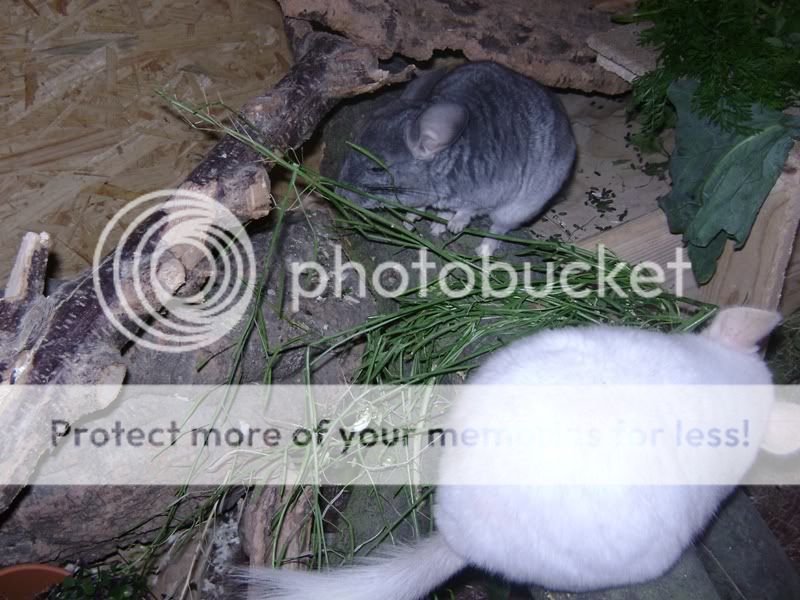 Was gibt es heute bei euren Chinchillas zu futtern - Seite 2 111