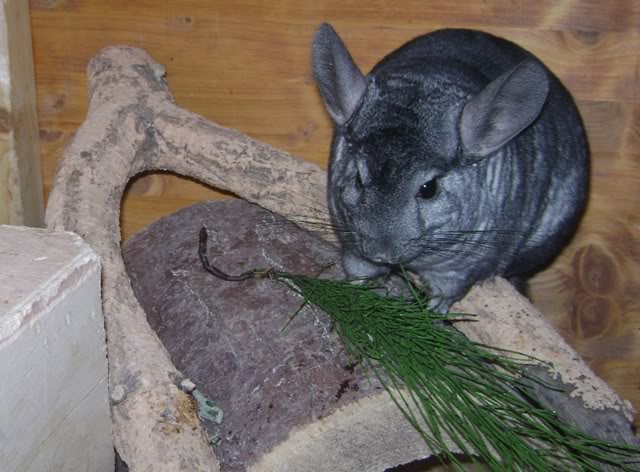 Was gibt es heute bei euren Chinchillas zu futtern - Seite 2 A-2