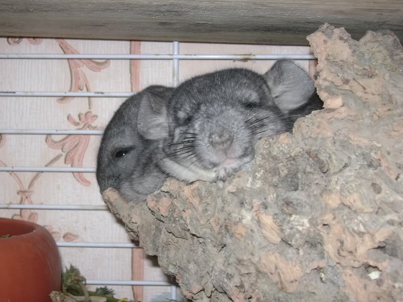 Hosenscheißer-Neueinzug: Babyschwestern Luise & Stella :) B-9