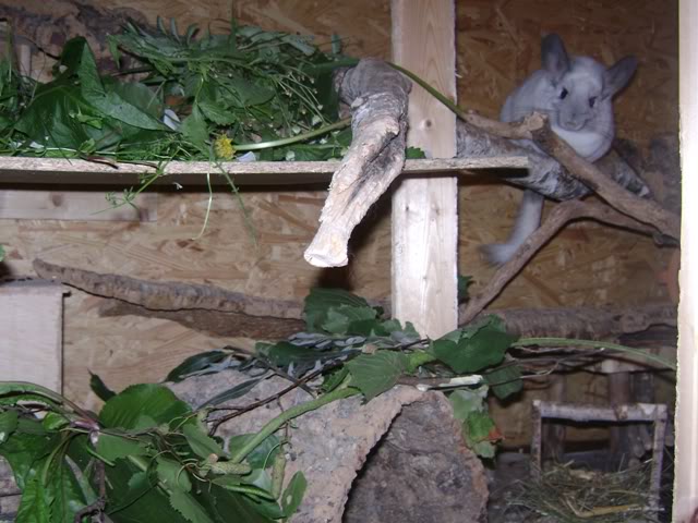 Was gibt es heute bei euren Chinchillas zu futtern - Seite 2 Ccc