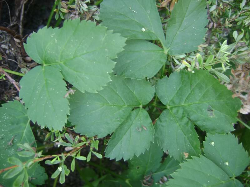 Pflanzen-Bilder-Sammelthread: verfütterbare Kräuter und Blüten Giersch1