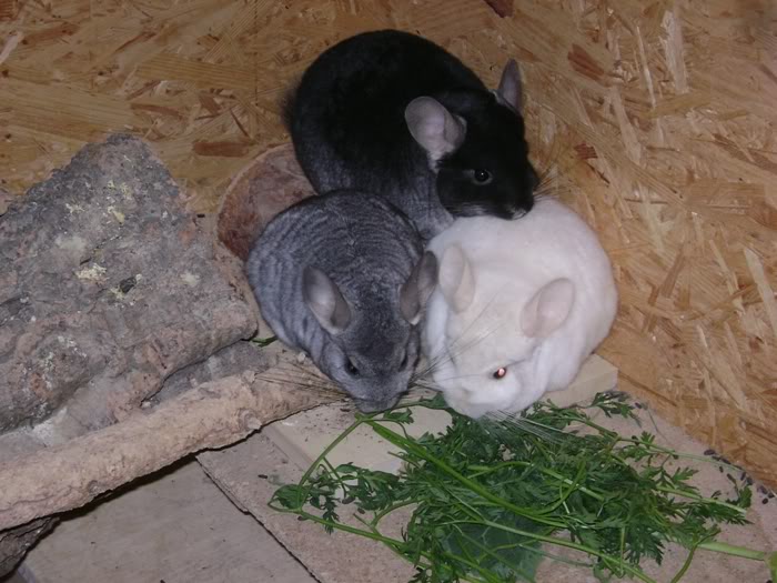 Was gibt es heute bei euren Chinchillas zu futtern - Seite 5 J-1