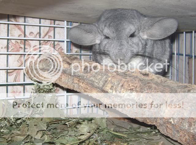 zauberhafte Notfall-Stannimaus "Sookie" zog gestern ein Sssss