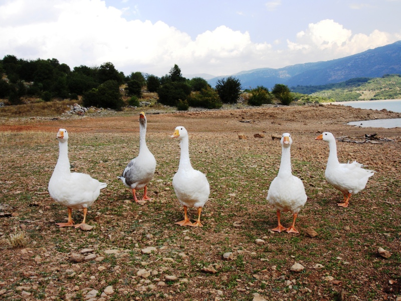 Δυτική Πελοπόννησος - Summer touring 2012 DSC00259