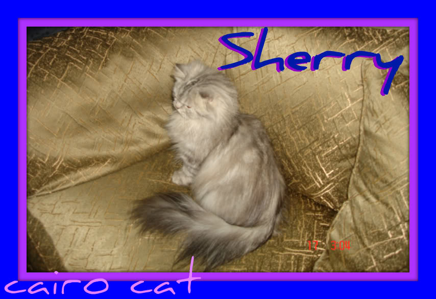 Sherry شنشيلا حصريا ...........لراغبى الانتاج المتميز Shee