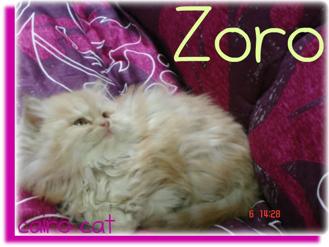 5 قطط ذكـــــور  مون فيس عالى مستوى متميز .....هيمالايا ....وشيرازى Zoro1
