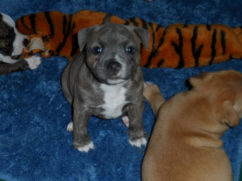 September Voting - Pups Category ShaqampDeucepups051