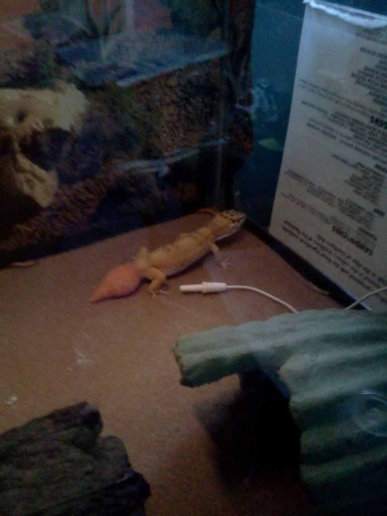 One of our Geckos Tracie IMG128