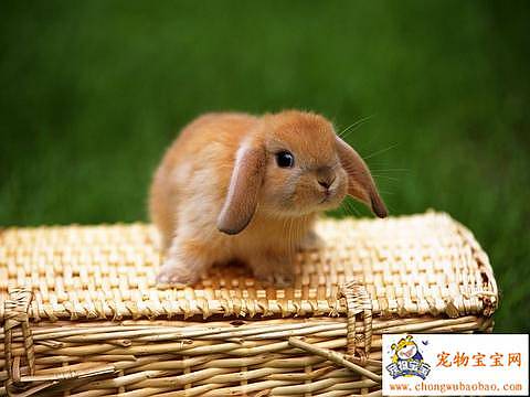 la vie est degueulasse Cute-little-bunnies7