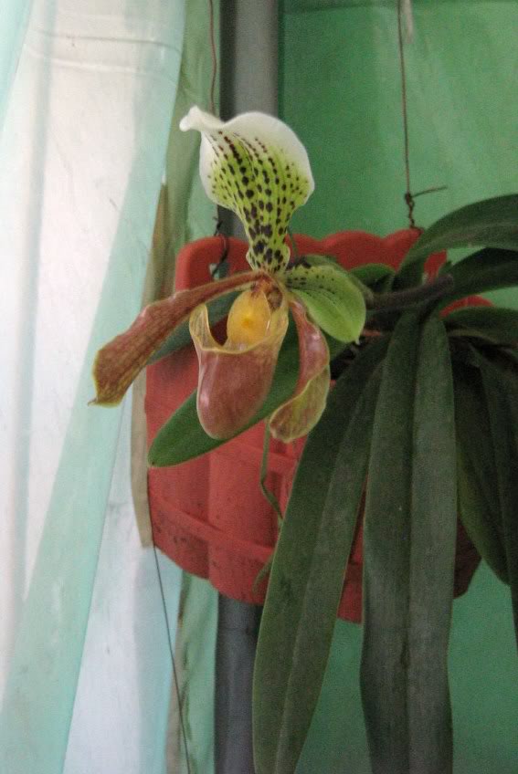 Paphiopedilum floreando IMG_2258