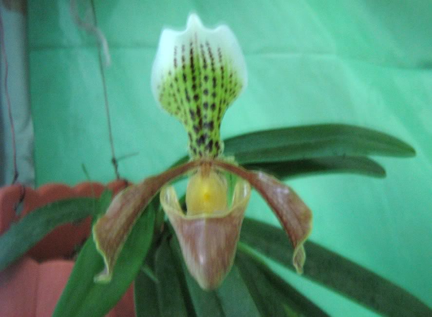 Paphiopedilum floreando IMG_2260